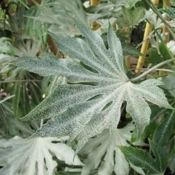 Fatsia Japonica Spider's Web -Plant Series Store Fatsia japonica Spider s Web 06