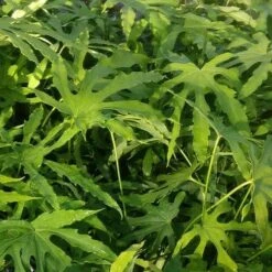 Fatsia Polycarpa Green Fingers -Plant Series Store Fatsia polycarpa Green Fingers 04