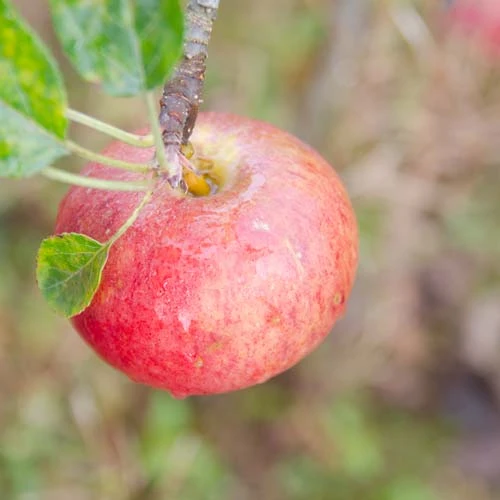 Apple Fiesta 2 Apple Fiesta - Image 2