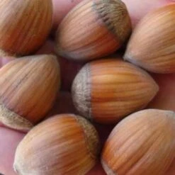 Filbert - Corylus Avellana Hall’s Giant -Plant Series Store Filbert Halls Giant 02