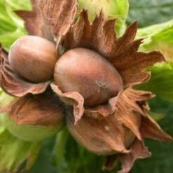 Filbert - Corylus Avellana Hall’s Giant -Plant Series Store Filbert Halls Giant 03