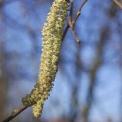 Filbert - Corylus Avellana Hall’s Giant -Plant Series Store Filbert Halls Giant 04