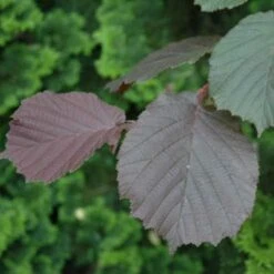 Filbert - Corylus Maxima Purpurea -Plant Series Store Filbert Purple 01