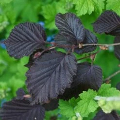 Filbert - Corylus Maxima Purpurea -Plant Series Store Filbert Purple 02