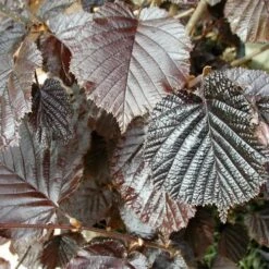 Filbert - Corylus Maxima Purpurea -Plant Series Store Filbert Purple 04