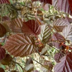 Filbert - Corylus Maxima Red Filbert -Plant Series Store Filbert Red 03