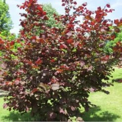 Filbert - Corylus Maxima Red Filbert -Plant Series Store Filbert Red 04