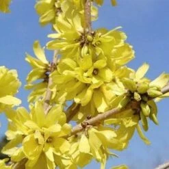 Forsythia Mandschurica