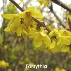 Mixed Flowering Hedge -Plant Series Store Forsythia x intermedia Spectabilis 838e17f3 dbdd 4393 b093 043f88645647