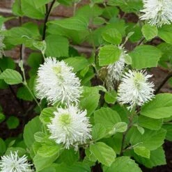 Fothergilla Intermedia Mount Airy -Plant Series Store Fothergilla intermedia Mount Airy 03