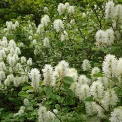 Fothergilla Intermedia Mount Airy -Plant Series Store Fothergilla intermedia Mount Airy 04