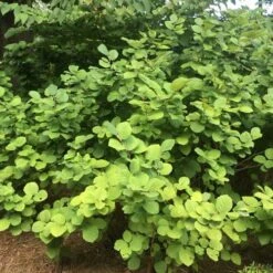 Fothergilla Intermedia Mount Airy -Plant Series Store Fothergilla intermedia Mount Airy 05