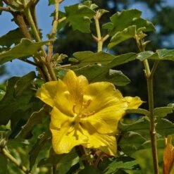 Fremontodendron California Glory -Plant Series Store Fremontodendron California Glory 01