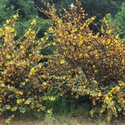 Fremontodendron California Glory -Plant Series Store Fremontodendron California Glory 05