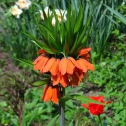Fritillaria Imperialis Rubra Maxima -Plant Series Store Fritillaria imperialis Rubra Maxima 03