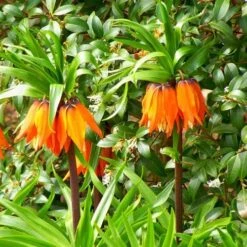 Fritillaria Imperialis Rubra Maxima -Plant Series Store Fritillaria imperialis Rubra Maxima 04