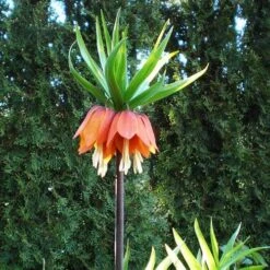 Fritillaria Imperialis Rubra Maxima -Plant Series Store Fritillaria imperialis Rubra Maxima 05