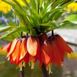 Fritillaria Imperialis Rubra Maxima -Plant Series Store Fritillaria imperialis Rubra Maxima 06