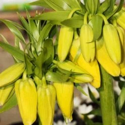 Fritillaria Imperialis Maxima Lutea -Plant Series Store Fritillaria imperialis Lutea maxima 05