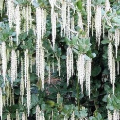 Garrya Elliptica James Roof -Plant Series Store Garrya elliptica James Roof 02