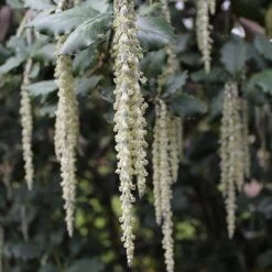 Garrya Elliptica James Roof -Plant Series Store Garrya elliptica James Roof 03