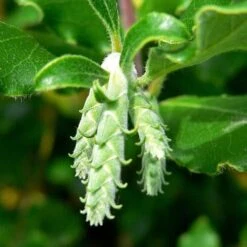 Garrya Elliptica James Roof -Plant Series Store Garrya elliptica James Roof 05