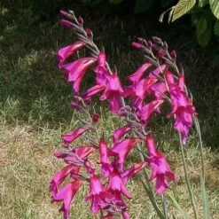 Gladiolus Communis Ssp. Byzantinus -Plant Series Store Gladiolus communis byzantinus 01