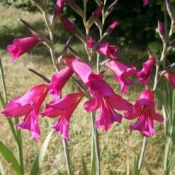 Gladiolus Communis Ssp. Byzantinus -Plant Series Store Gladiolus communis byzantinus 02