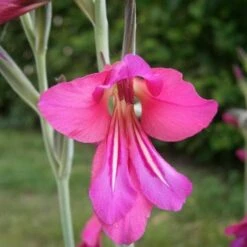 Gladiolus Communis Ssp. Byzantinus -Plant Series Store Gladiolus communis byzantinus 06