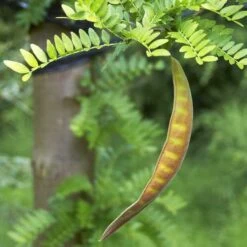 Gleditsia Tri Sunburst -Plant Series Store Gleditsia tri Sunburst 05