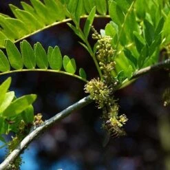 Gleditsia Tri Sunburst -Plant Series Store Gleditsia tri Sunburst 07