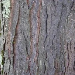 Gleditsia Tri Sunburst -Plant Series Store Gleditsia tri Sunburst 08