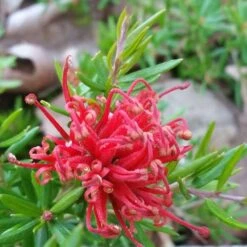 Grevillea Rosmarinifolia Canberra Gem -Plant Series Store Grevillea Canberra Gem 03