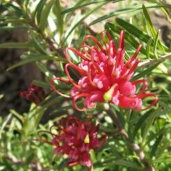 Grevillea Rosmarinifolia Canberra Gem -Plant Series Store Grevillea Canberra Gem 04