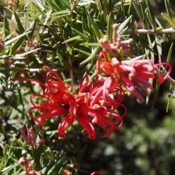 Grevillea Rosmarinifolia Canberra Gem -Plant Series Store Grevillea Canberra Gem 05