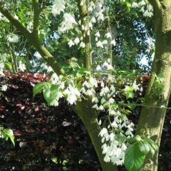 Halesia Carolina - Snowdrop Tree -Plant Series Store Halesia carolina 02