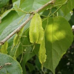 Halesia Carolina - Snowdrop Tree -Plant Series Store Halesia carolina 04