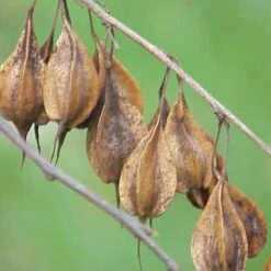 Halesia Carolina - Snowdrop Tree -Plant Series Store Halesia carolina 05