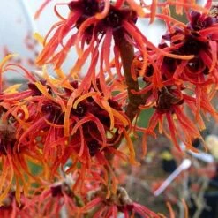 Hamamelis X Intermedia Jelena -Plant Series Store Hamamelis int Jelena 02