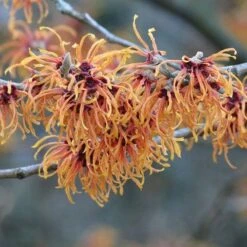 Hamamelis X Intermedia Jelena -Plant Series Store Hamamelis int Jelena 04