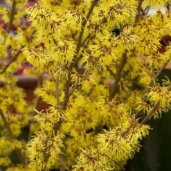 Hamamelis X Intermedia Arnold Promise -Plant Series Store Hamamelis intermedia Arnold Promise 03