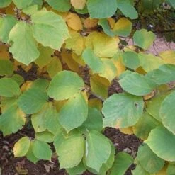 Hamamelis X Intermedia Diane -Plant Series Store Hamamelis intermedia Diane 06