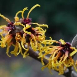 Hamamelis X Intermedia Orange Beauty -Plant Series Store Hamamelis x intermedia Orange Beauty 2