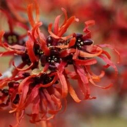 Hamamelis X Intermedia Orange Beauty -Plant Series Store Hamamelis x intermedia Orange Beauty 3