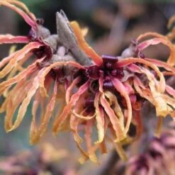 Hamamelis X Intermedia Orange Beauty