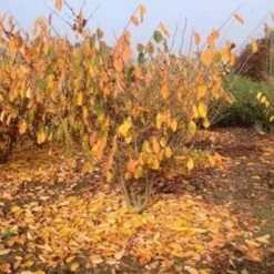 Hamamelis X Intermedia Birgit 7 Hamamelis X Intermedia Birgit -Plant Series Store Hamamelisint. Birgit 04