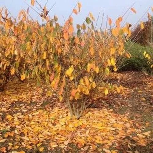 Hamamelis X Intermedia Birgit 4 Hamamelis X Intermedia Birgit - Image 4