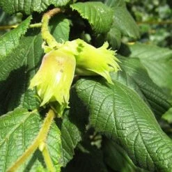 Cobnut - Corylus Avellana Cosford Cob -Plant Series Store Hazel Cosford Cob 03