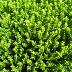 Hebe Buxifolia Nana -Plant Series Store Hebe Buxifolia 03