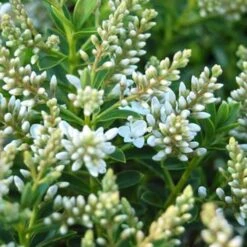 Hebe Buxifolia Nana -Plant Series Store Hebe Buxifolia 04